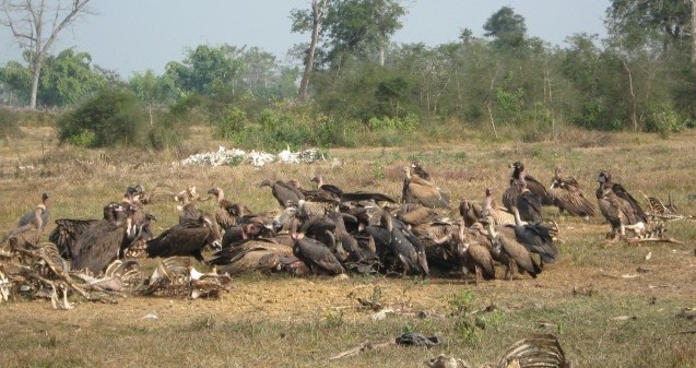 Vulture group