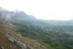 Angolan scarp forest