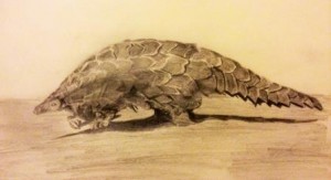 Chinese Pangolin © Isabelle Masters