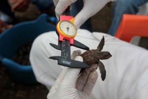 Measuring a baby turtle © Carla Veronica Caceres Espinoza
