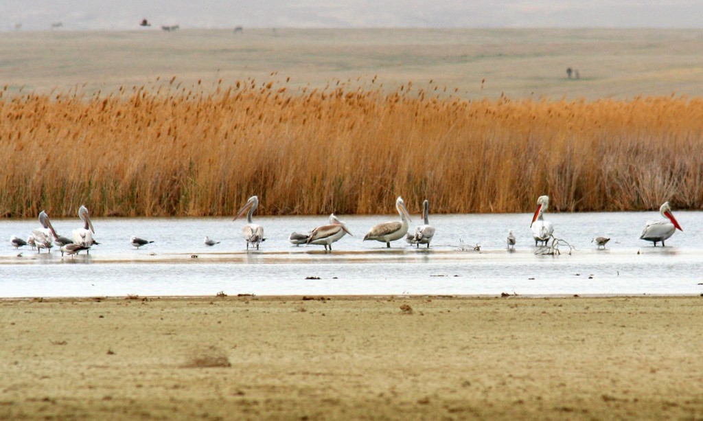 uzbekistan wetland