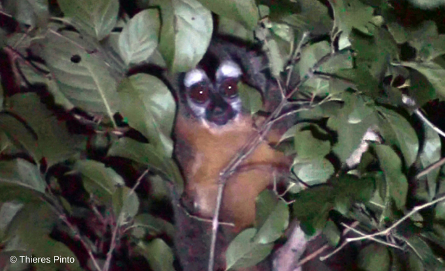clp-news-embedded-images-caatinga-night-monkey