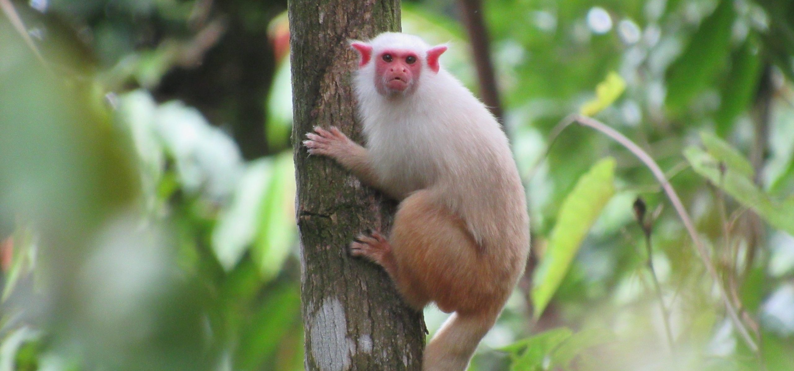 New marmoset species discovered in Brazilian Amazon - Conservation  Leadership Programme