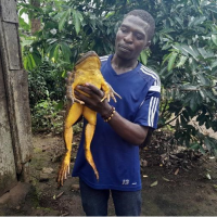 Cedrick Fogwan holds goliath frog, the largest frog on the planet.