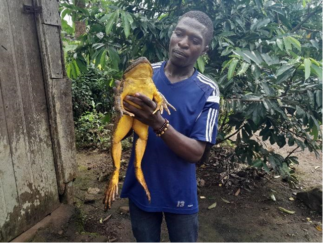 Cedrick Fogwan holds goliath frog, the largest frog on the planet.