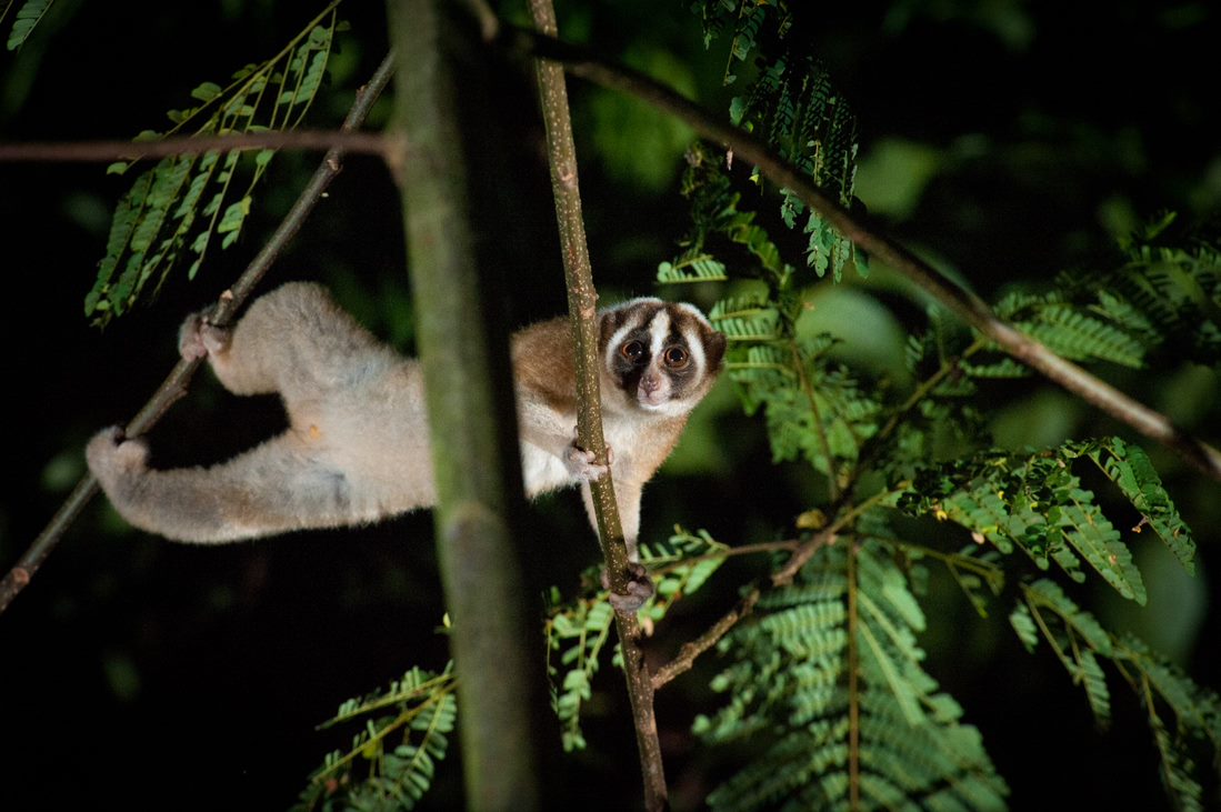 Javan slow loris holding onto a branch in rainforest at night
