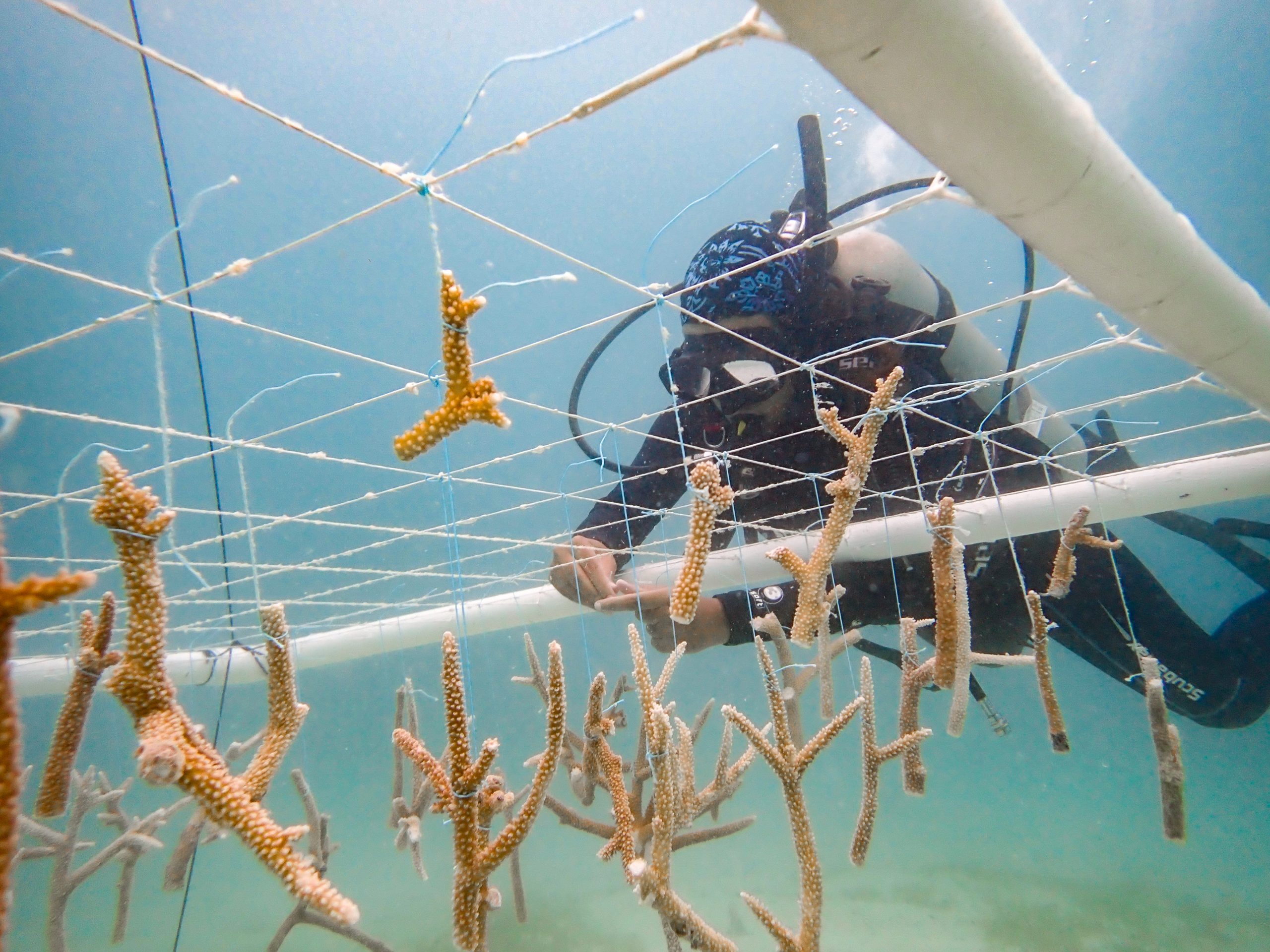 Diver tying netting to a coral reef nursery