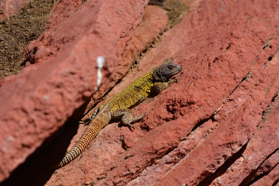 Thorntail Mountain lizard of the Famatina Mountains, sitting on red rock in the sunshine