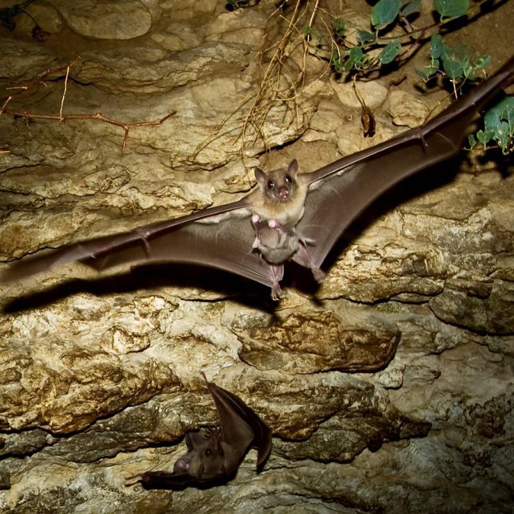 Bat in flight. 