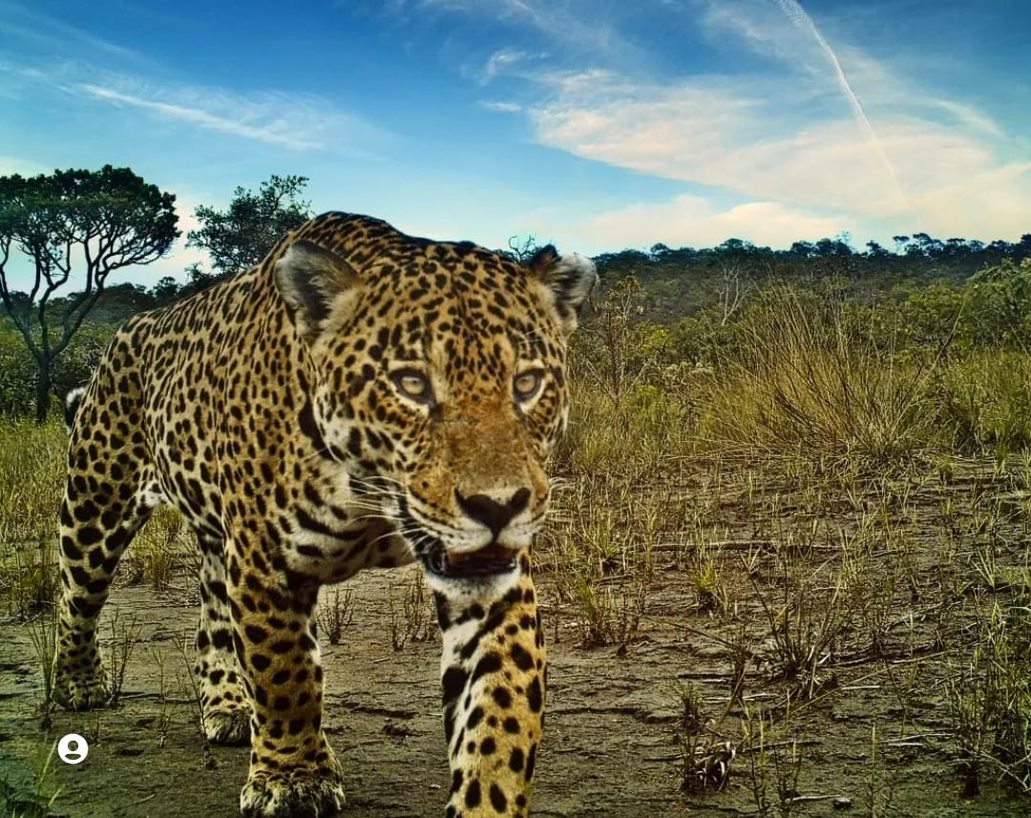 A jaguar walking through grassland in Argentina
