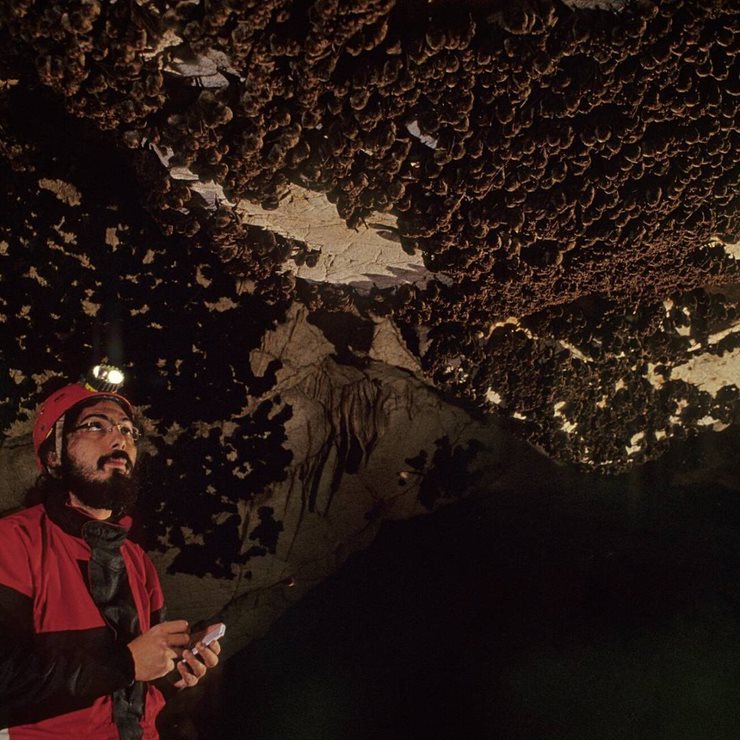 Conservationists looking up at bat colony inside a cave. He is wearing a helmet with a torch light on it.