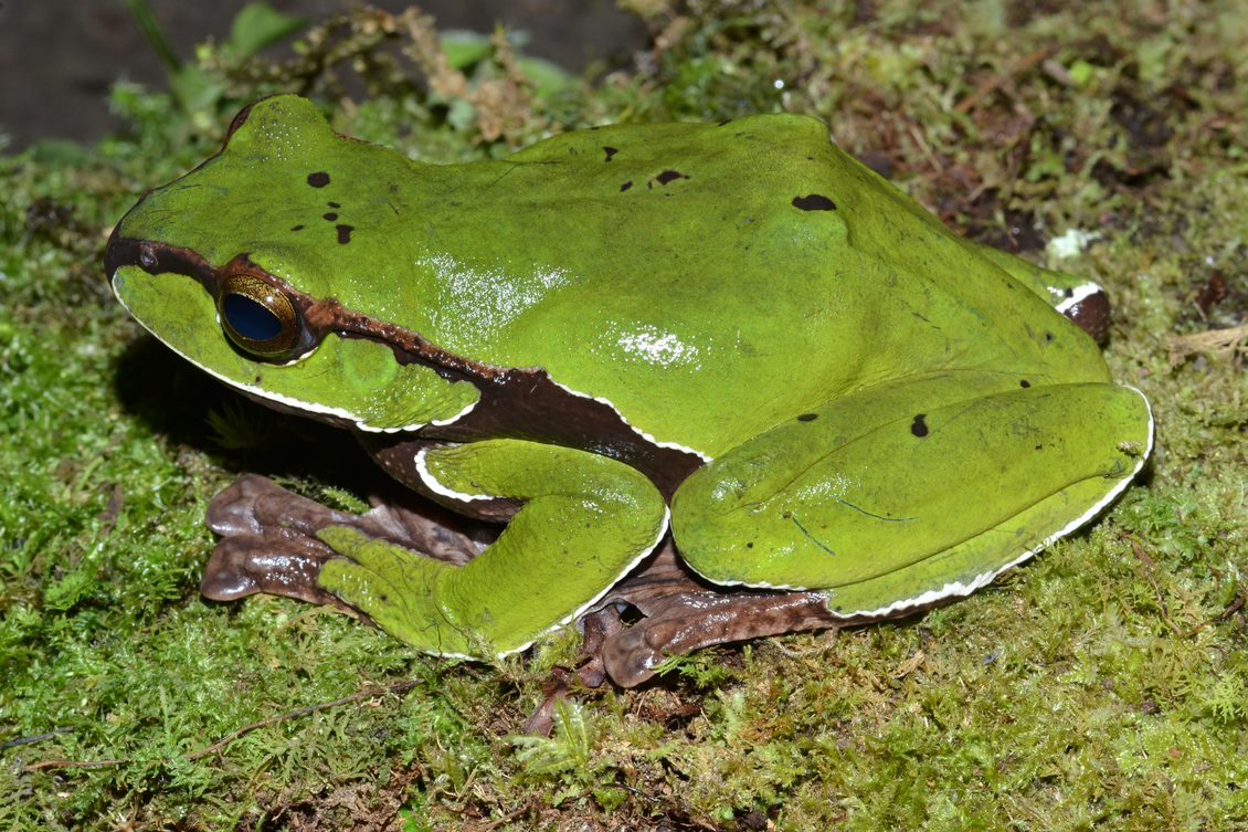 Bright green tree frog sitting on moss