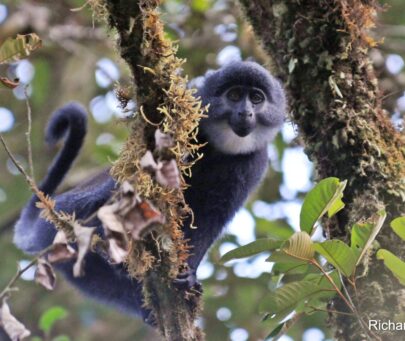 Fostering local support for the conservation of the Endangered Preuss’s monkey on the Obudu Plateau, Nigeria