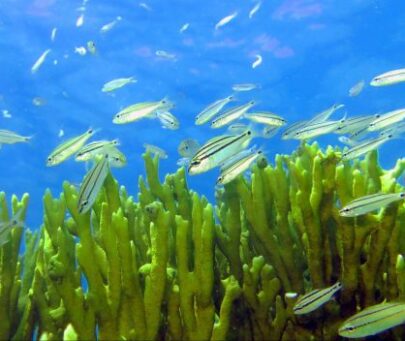 Coral reef conservation in the largest Brazilian Marine Protected Area
