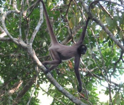 Protecting brown spider monkeys and their habitats in a biodiversity hotspot in Colombia