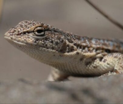 Habitat restoration and corridors creation to enhance conservation of the Pampean sand-dune lizard