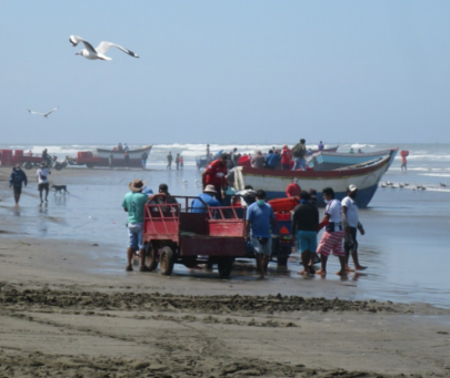 Working towards the conservation of angel sharks based on fisheries research in Peru
