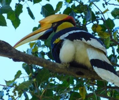 Hornbills and people: building an alliance for conservation in North Bengal, India