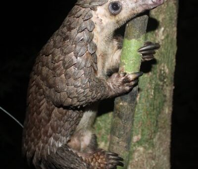 Assessing the status and threats to the Nigerian white-bellied pangolin