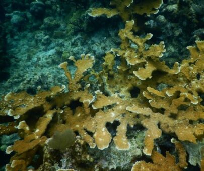Building capacities in coral reef restoration in the Bay Islands National Marine Park of Honduras