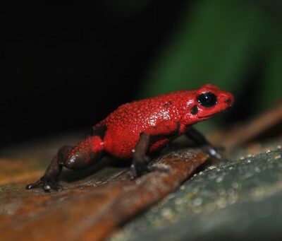 An amphibian strategy for the consolidation of the Páramo de Sonsón action plan in Colombia