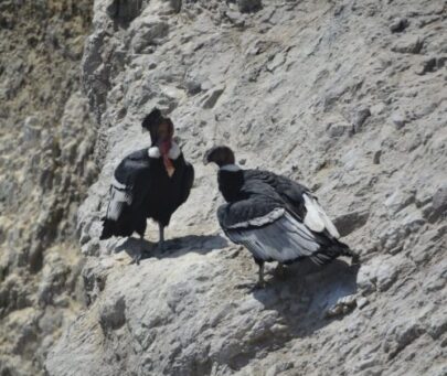Sharing the landscape with an Andean symbol: conserving the Andean condor in southern Peru