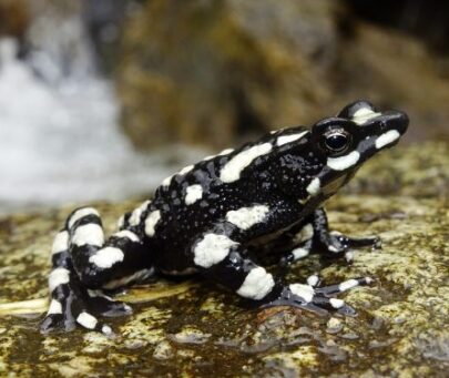 Ensuring harlequin toad conservation in the Sierra Nevada de Santa Marta, Colombia
