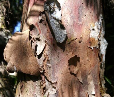 Engaging communities in the conservation of wild Maire’s yews in Nepal