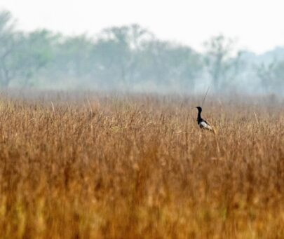 Conservation of Critically Endangered Bengal florican in Koshi Tappu Wildlife Reserve, Nepal
