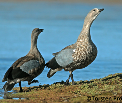 Population status, threats and conservation of the blue-winged goose in Ethiopia