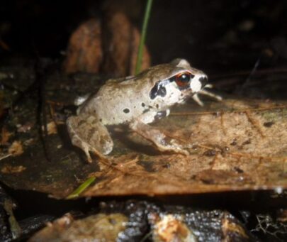 Saving the last giant squeaker frogs in Ghana