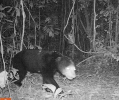 Building knowledge and increasing capacity for community-based bear conservation in Bangladesh