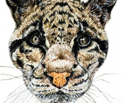 A carnivore conservation initiative in north-eastern forest reserves of Bangladesh