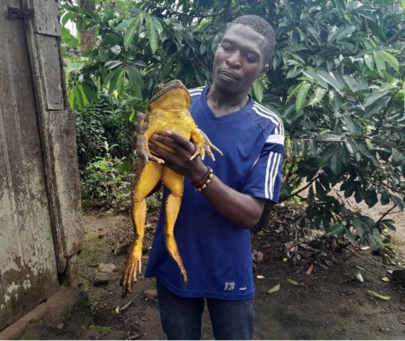Saving the Endangered goliath frog in Cameroon
