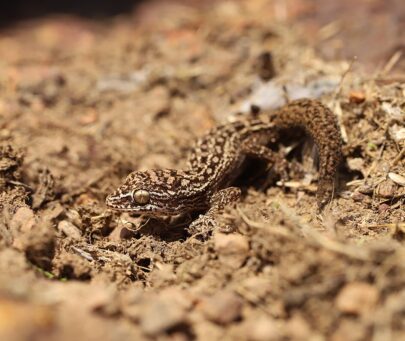Conserving the Critically Endangered Satara gecko with local stakeholders in Western Ghats