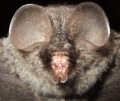 Conservation of endemic bats in previously unprotected roosting sites in Vietnam