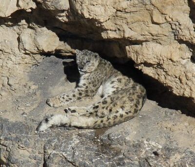 A foundation for the future: Building India’s first comprehensive model for snow leopard conservation