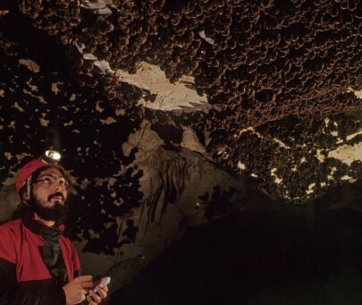 Establishing a Conservation Network for Protection of Threatened Cave-dwelling Bats in Turkey