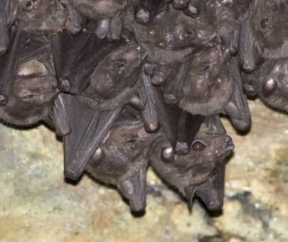 Conservation of the Endangered Salim Ali’s fruit bat in Western Ghats, India