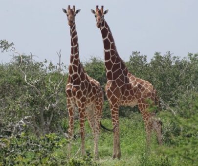 Reducing human-giraffe conflict along the Kenya-Somalia border