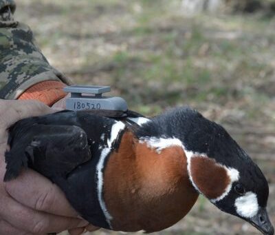 Development of catching techniques and tagging of the red-breasted goose by satellite transmitters in Kazakhstan