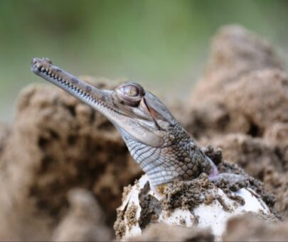 Establishing a stakeholder participation-based gharial conservation programme in Katernia