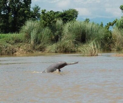 Promoting sustainable fishing to conserve the last river dolphins in Nepal