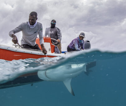 Creating capacities for the conservation of sharks in Honduras
