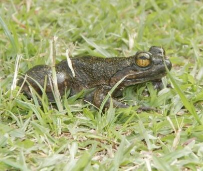 Range-wide action to safeguard the Critically Endangered Togo slippery frog