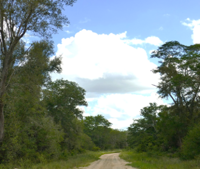 Protecting endangered plant species of the mecrusse forest in Panda, Mozambique