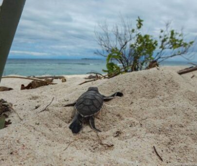 Combating the illegal trade of marine turtles in Palawan