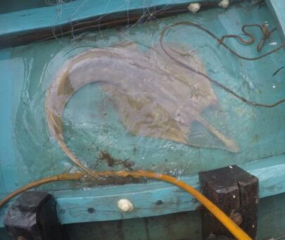 Threats, ecology, and conservation opportunities of giant guitarfish in Karimunjawa, Indonesia