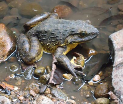 Working with the community to save the goliath frog in Cameroon