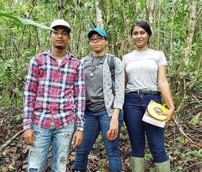 Population dynamics of Chlorocardium rodiei (Greenheart) in Guyana, South America